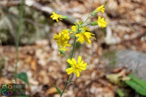 hieracium lachenalii(4).jpg_product